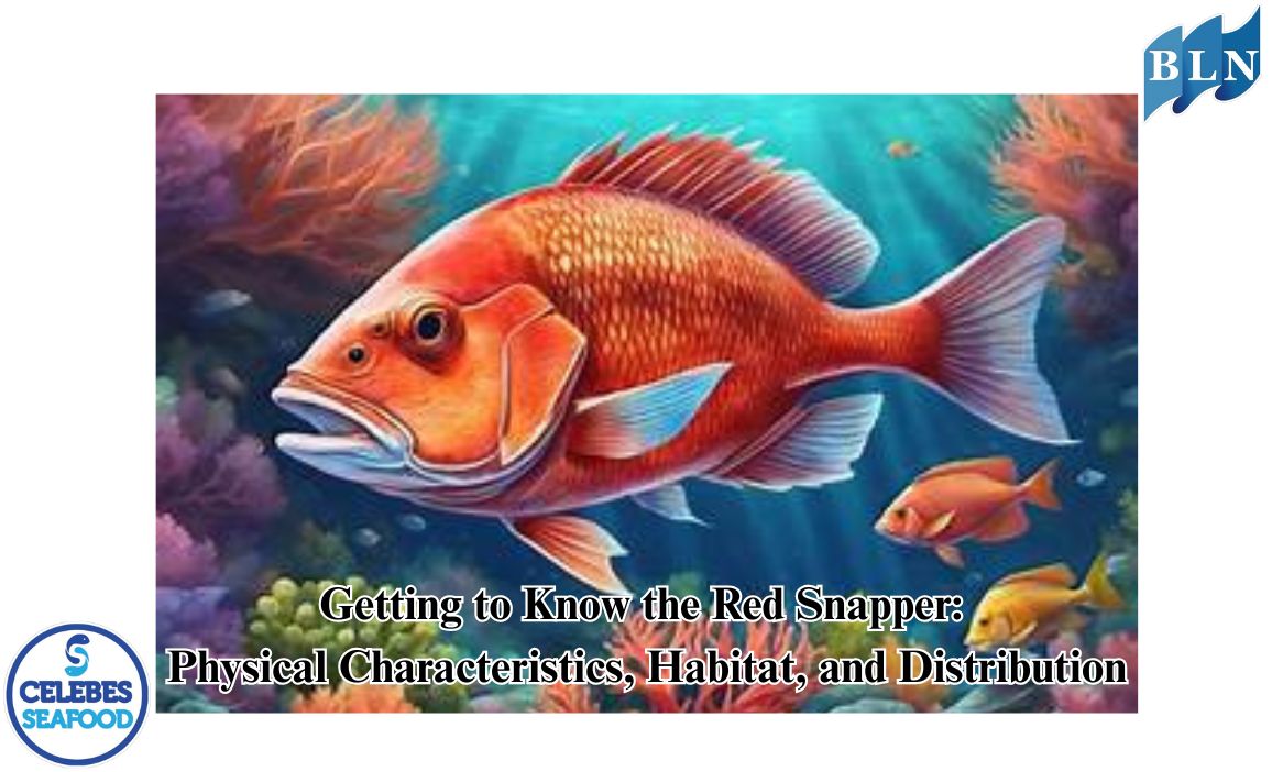 Getting to Know the Red Snapper: Physical Characteristics, Habitat, and Distribution